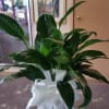 Spathiphyllum Plant in a white washed wicker basket with bow. 