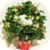 This is the cutest Ivy Wreath Plant, collared with fresh evergreens and