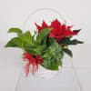 Mix of green plants and a bright red mini pointsettia in a