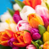 Our designer will create a beautiful hand-tied tulip bouquet for you! Colors