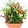 A wonderful assortment of easy to care for plants in a beautiful