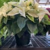 A beautiful White Poinsettia presented with a beautiful bow and some seasonal