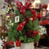 This live Italian Stone Pine Christmas tree comes complete with ribbons &amp;
