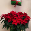 large poinsettia plant with a Merry Christmas balloon