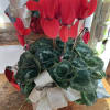 Christmas Red Cyclamen plant foiled with a beautiful bow