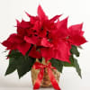 Our Classic Christmas Red Poinsettia Basket is the holiday favorite Houston families
