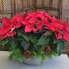 Give a lasting Holiday Gift.  These Stone container is potted with