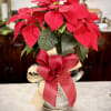 Beautiful Poinsettia placed in a container decorated. *Container subject to Availability.*