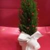 
decorated cypress plant