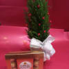 
cypress plant decorated and accompanied by a box of Ferrero chocolates
