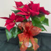Poinsettia plant decorated and accompanied by a box of Ferrero chocolates