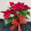 Poinsettia plant decorated
