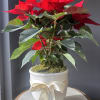 A beautiful red poinsettia in a white ceramic container, this stunning plant