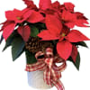 Crimson poinsettia in decorative container accented with Xmas greens and trimmings 