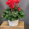 Red cyclamen are a perfect choice for your holiday gifts.
Cyclamen are a