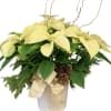 White poinsettia in a decorative container accented with Xmas greens and trimmings