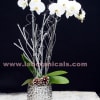 A lovely display of two white orchid plants, dressed for the season