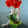 Both beautiful and modern, this design features gorgeous red Amaryllis paired with
