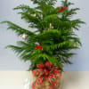 A tabletop Norfolk Pine will make a great Christmas tree for an