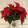 Holiday Poinsettia 