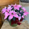 Honestly, the most beautiful pink poinsettia that I have ever seen! 