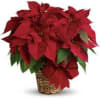 Nothing says Christmas like a red poinsettia! A traditional Christmas decoration; send