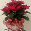 Beautiful classic locally grown high quality &quot;RED Single Stem Poinsettia&quot; grown in