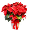 Nothing says Christmas like a big red poinsettia! A popular Christmas decoration