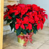 Lange 10&quot; pot Poinsettia decorated with a beautiful Christmas bow.