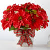 Poinsettias make any home feel ready for the holidays with their classic