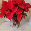A large red poinsettia featured in a white ceramic container which is