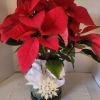 A large red poinsettia featured in a dark green botanical themed ceramic.