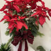 Bring in some Holiday cheer with this great, large sized poinsettia. 