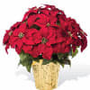 Nothing says Merry Christmas and Happy Holidays like a lovely poinsettia plant.