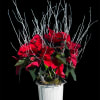 A 6&quot; vibrant Red poinsettia blooms with festive brilliance, nestled in a