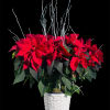 A lush 8&quot; deluxe red poinsettia bursts with holiday brilliance, presented in