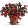 A festive Christmas cactus overflowing with bright red blooms in a pot