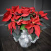 This coffee table size poinsettia (6.5&rdquo; pot) is dressed up in a