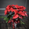 A lovely red poinsettia plant in a silver tin pot cover, with