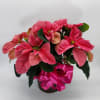 6 1/2 inch beautiful pink poinsettia 