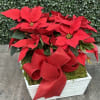 A festive poinsettia arrangement in a white wooden container with a matching