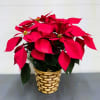 Poinsettia &ndash; 6&quot; Red
Add instant holiday cheer with our gorgeous 6&quot; red