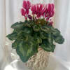8 Inch Cyclamen in basket.  Available in red, white and pink