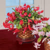 Give the gift that keeps on giving with our cheerful Christmas cactus!