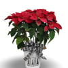 Select this 8&quot; red poinsettia in a festive pot with a coordinating
