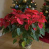 Holiday plant