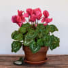 Beautiful blooming Winter plant, color and container may vary