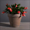 6 inch Christmas Cactus in a Grey Terra Cotta Pot.  Color