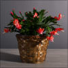 6 inch Christmas cactus in a simple wicker basket. The bloom color
