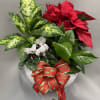 Red poinsettia with greens plants and white bloom